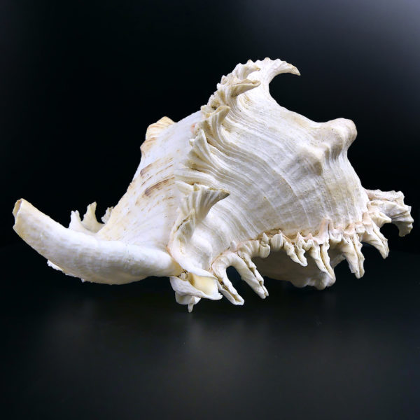 Grand murex ramosus Chicoreus ramosus coquillage de collection (profil 3/4)