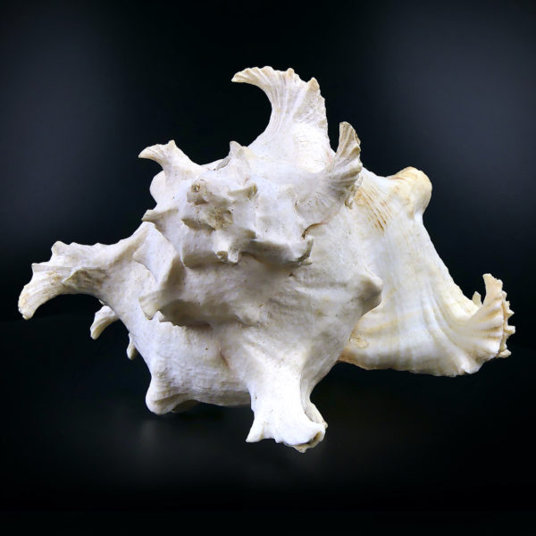 Grand murex ramosus Chicoreus ramosus coquillage de collection (dos)