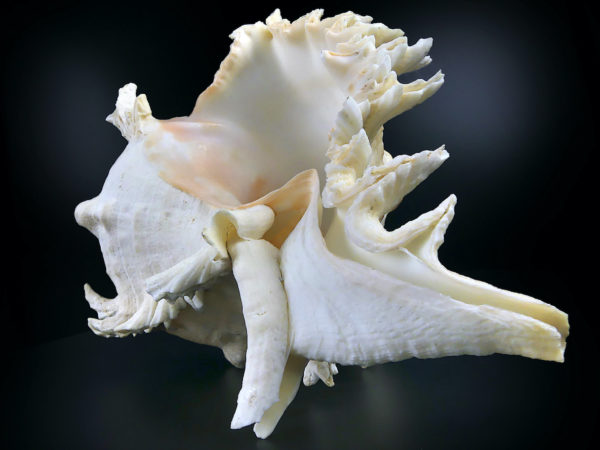 Grand murex ramosus Chicoreus ramosus coquillage de collection (dessous 3/4)