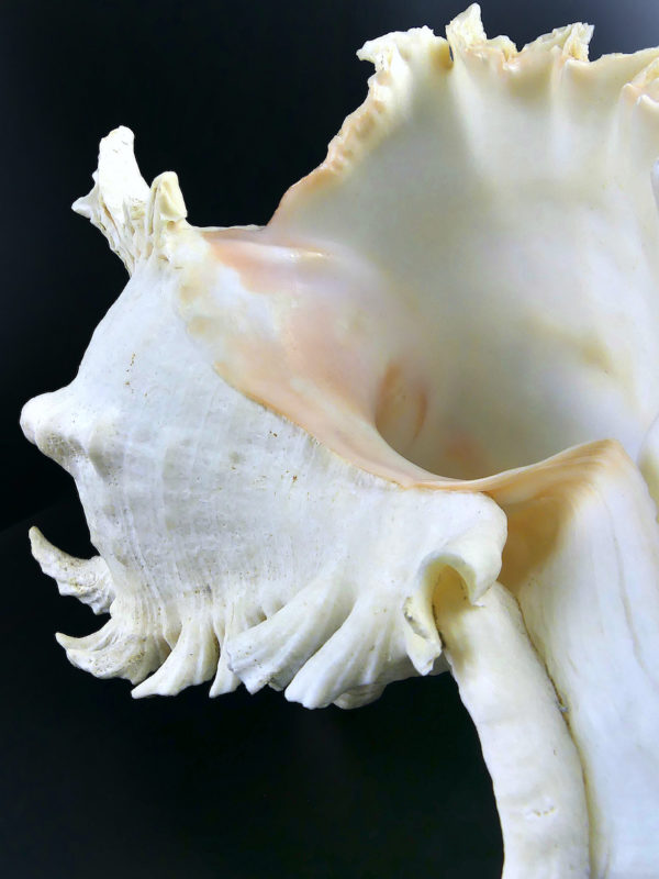 Grand murex ramosus Chicoreus ramosus coquillage de collection (détail)