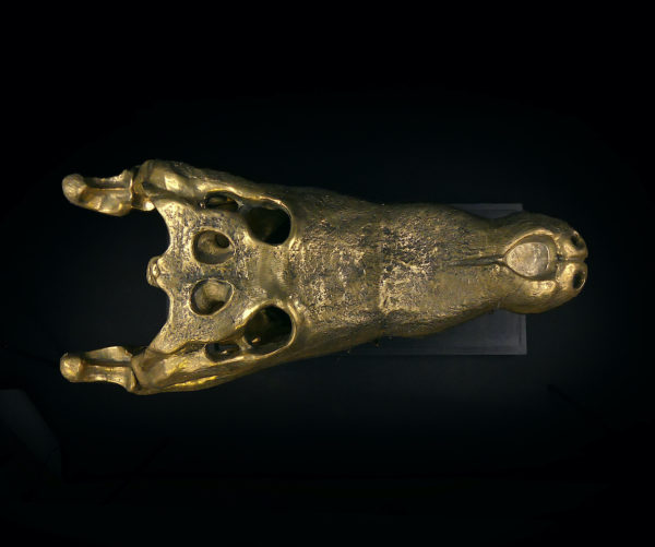 Grand crâne de crocodile en bronze recyclé doré sur socle noir (dessus)
