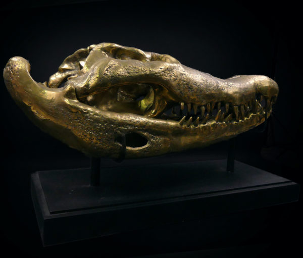 Grand crâne de crocodile en bronze recyclé doré sur socle noir (3/4)