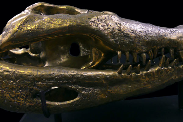 Grand crâne de crocodile en bronze recyclé doré sur socle noir (détail)