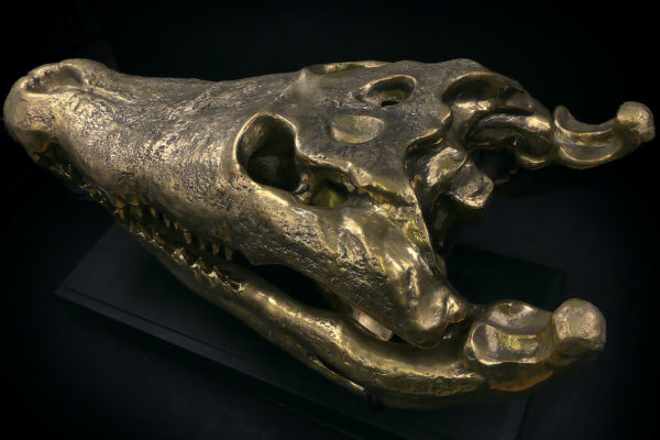 Grand crâne de crocodile en bronze recyclé doré sur socle noir (dessus 3/4)