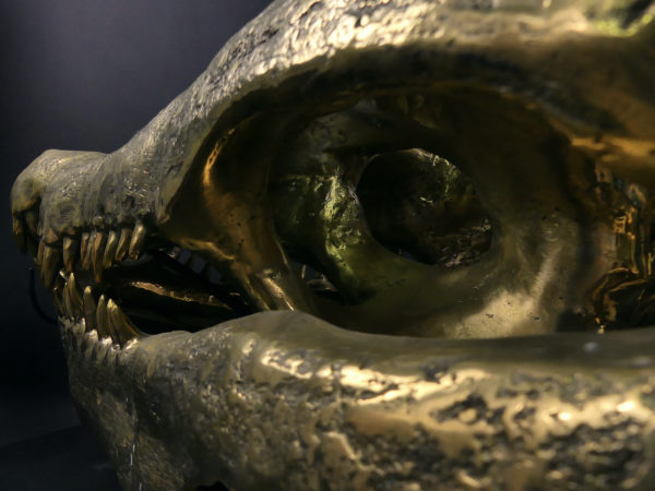 Grand crâne de crocodile en bronze recyclé doré sur socle noir (détail)