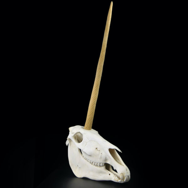 Crâne de licorne véritable crâne d’équidé et rostre de narval moulé (3/4)