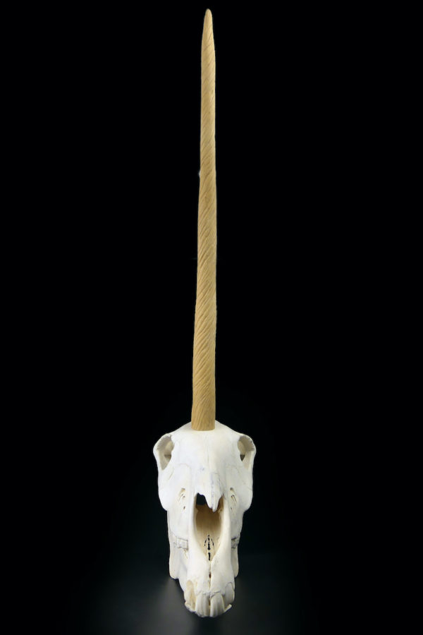 Crâne de licorne véritable crâne d’équidé et rostre de narval moulé (face)