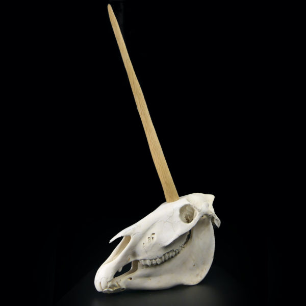 Crâne de licorne véritable crâne d’équidé et rostre de narval moulé (3/4)