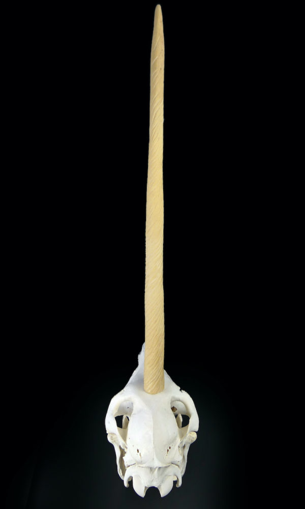 Crâne de licorne véritable crâne d’équidé et rostre de narval moulé (dos)