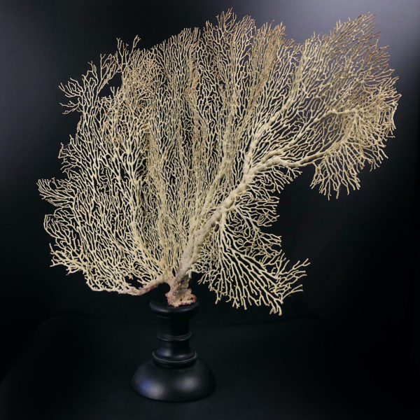 Gorgone blanche Gorgonian sur pied en bois tourné noir (3/4)