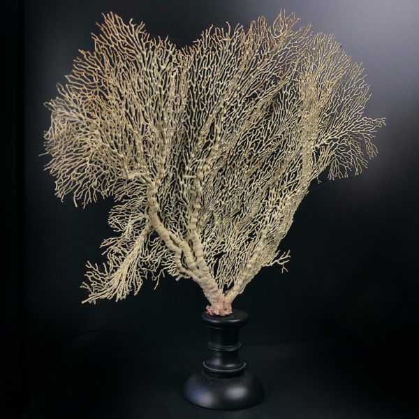 Gorgone blanche Gorgonian sur pied en bois tourné noir (3/4)