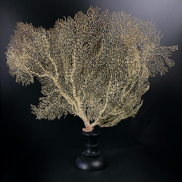 Gorgone blanche Gorgonian sur pied en bois tourné noir (dos)