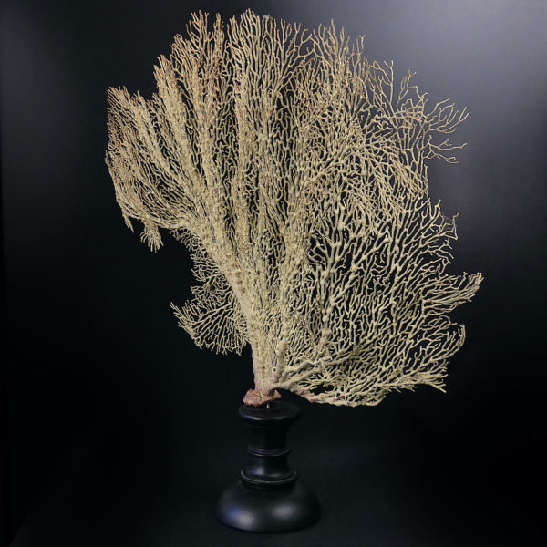 Gorgone blanche Gorgonian sur pied en bois tourné noir (3/4)