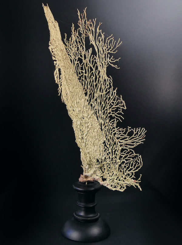 Gorgone blanche Gorgonian sur pied en bois tourné noir (profil)