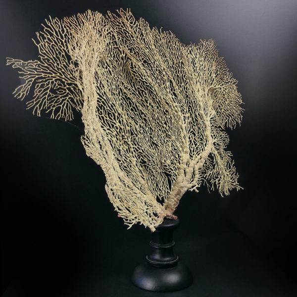 Gorgone blanche Gorgonian sur pied en bois tourné noir (3/4)