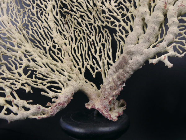 Gorgone blanche Gorgonian sur pied en bois tourné noir (détail)
