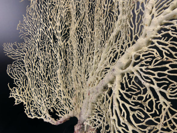 Gorgone blanche Gorgonian sur pied en bois tourné noir (détail)