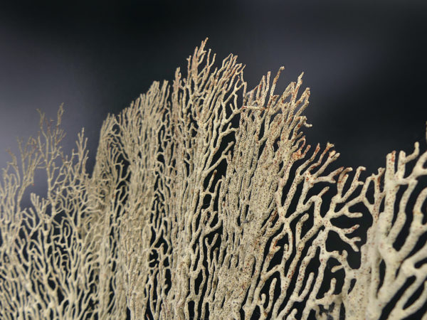 Gorgone blanche Gorgonian sur pied en bois tourné noir (détail)