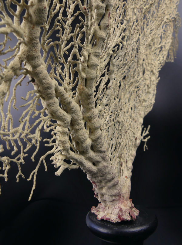 Gorgone blanche Gorgonian sur pied en bois tourné noir (détail)
