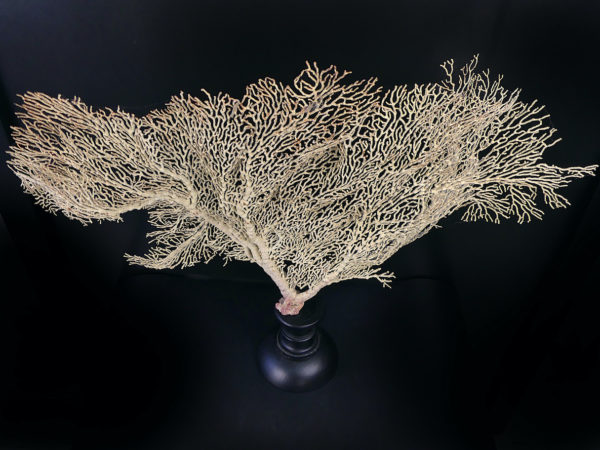 Gorgone blanche Gorgonian sur pied en bois tourné noir (dessus)