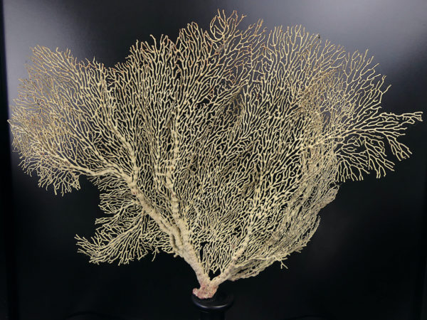 Gorgone blanche Gorgonian sur pied en bois tourné noir (face)