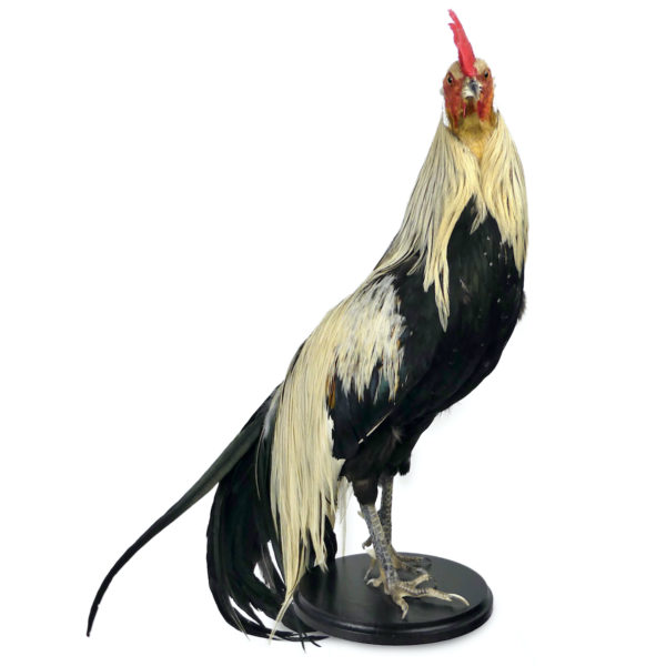 Coq Onagadori à longue queue naturalisé sur socle Japon (3/4)