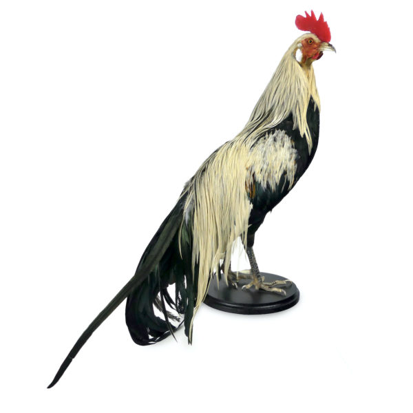 Coq Onagadori à longue queue naturalisé sur socle Japon (profil)