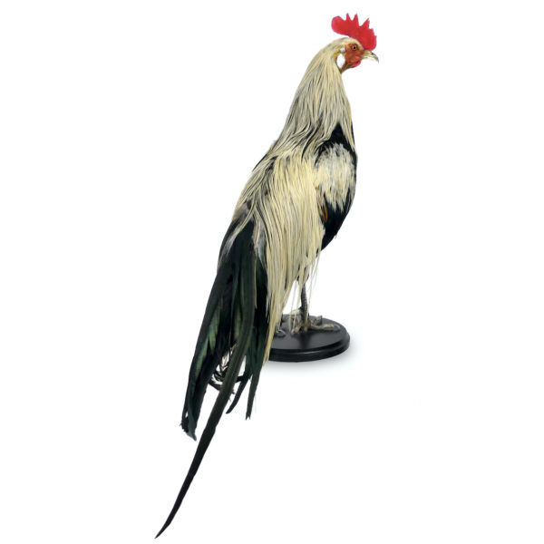 Coq Onagadori à longue queue naturalisé sur socle Japon (dos)