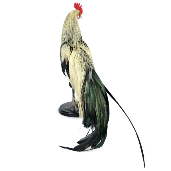 Coq Onagadori à longue queue naturalisé sur socle Japon (dos)