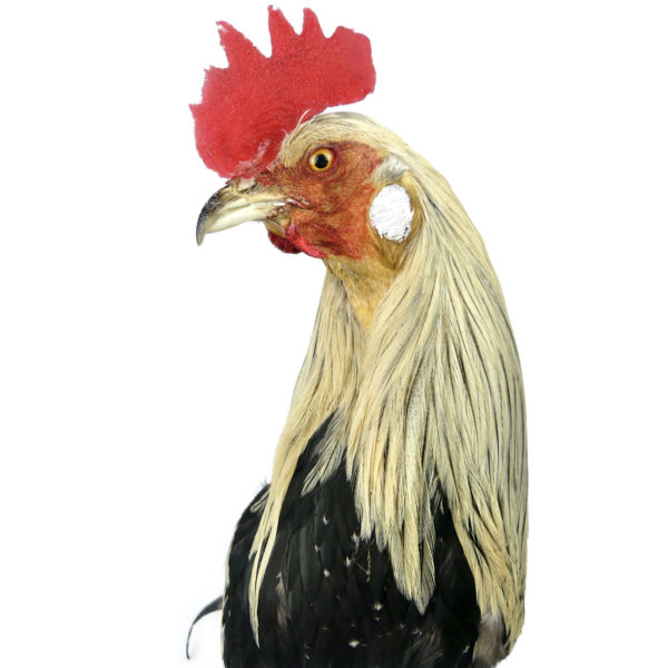 Coq Onagadori à longue queue naturalisé sur socle Japon (détail)