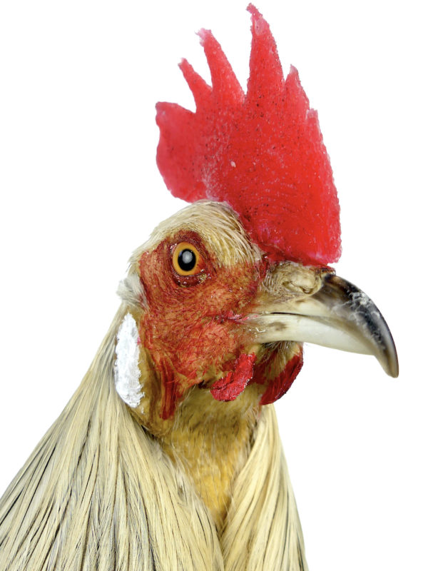 Coq Onagadori à longue queue naturalisé sur socle Japon (détail)