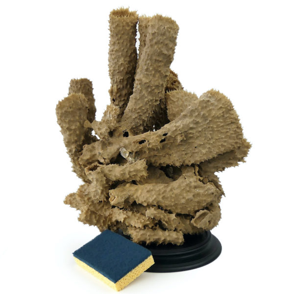 Grande éponge tubulaire Callyspongia Cladochalina sur socle (proportion)