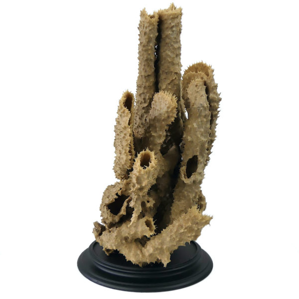 Grande éponge tubulaire Callyspongia Cladochalina sur socle (profil)