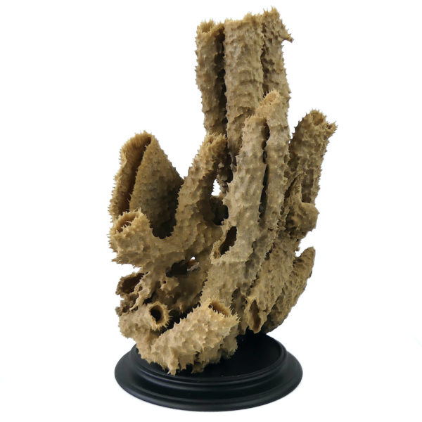 Grande éponge tubulaire Callyspongia Cladochalina sur socle (3/4)