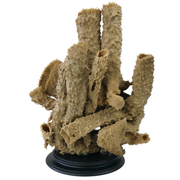 Grande éponge tubulaire Callyspongia Cladochalina sur socle (face)