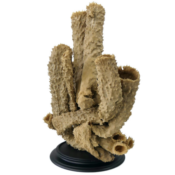 Grande éponge tubulaire Callyspongia Cladochalina sur socle (3/4)