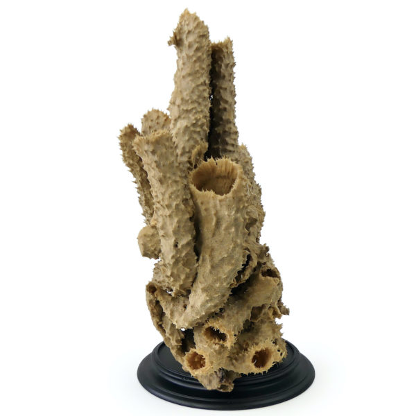 Grande éponge tubulaire Callyspongia Cladochalina sur socle (profil)