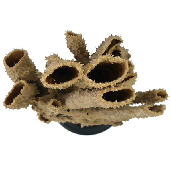 Grande éponge tubulaire Callyspongia Cladochalina sur socle (dessus)