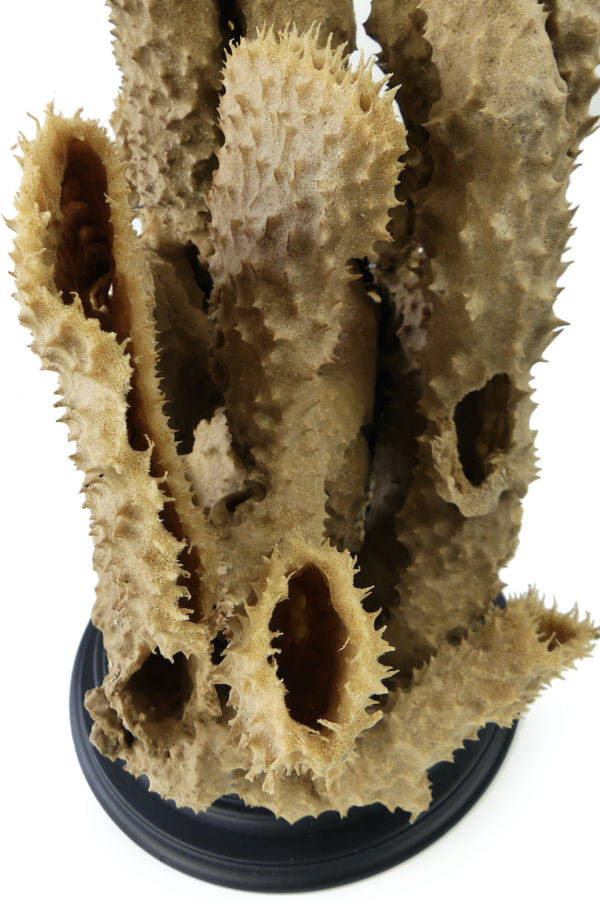 Grande éponge tubulaire Callyspongia Cladochalina sur socle (détail)
