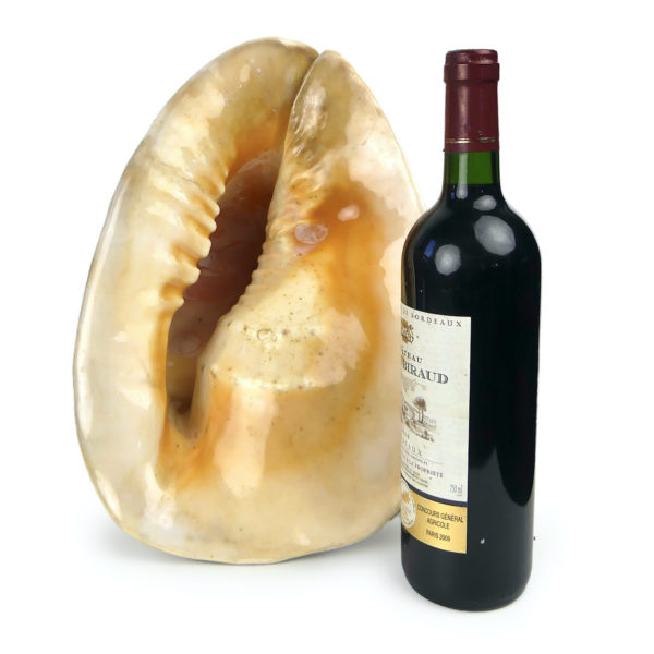 Grand casque cornu Cassis cornuta Escargot de mer géant (proportion)