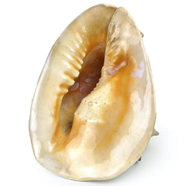 Grand casque cornu Cassis cornuta Escargot de mer géant (dessous)