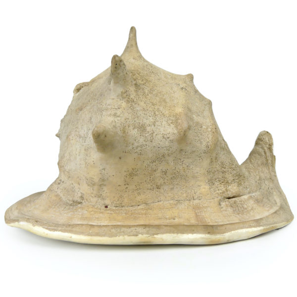 Grand casque cornu Cassis cornuta Escargot de mer géant (côté)