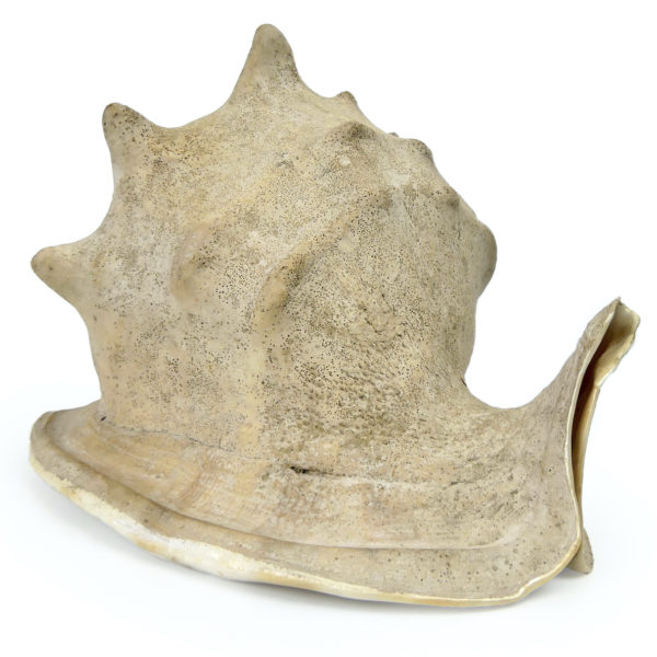 Grand casque cornu Cassis cornuta Escargot de mer géant (3/4)