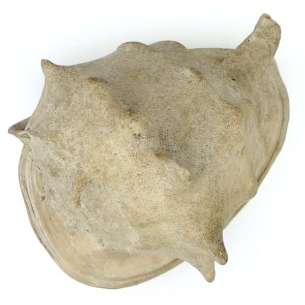 Grand casque cornu Cassis cornuta Escargot de mer géant (dessus)