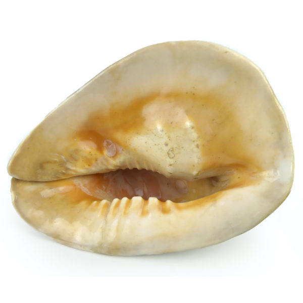 Grand casque cornu Cassis cornuta Escargot de mer géant (dessous)