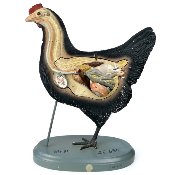 Modèle anatomique de poule rare didactique plâtre SOMSO 1920 (face)