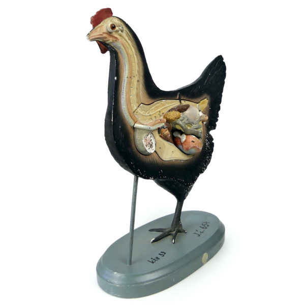 Modèle anatomique de poule rare didactique plâtre SOMSO 1920 (3/4)