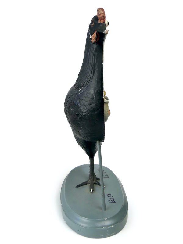 Modèle anatomique de poule rare didactique plâtre SOMSO 1920 (profil)