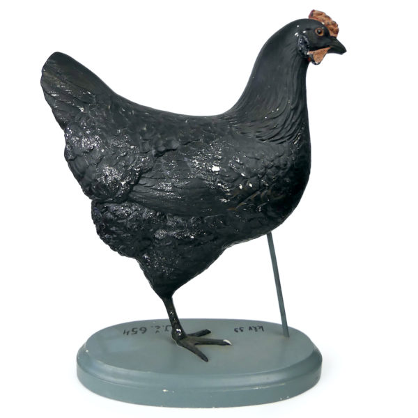 Modèle anatomique de poule rare didactique plâtre SOMSO 1920 (dos)