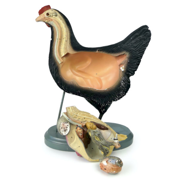 Modèle anatomique de poule rare didactique plâtre SOMSO 1920 (détail)